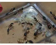 Tetraponera rufonigra