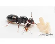 Camponotus lateralis