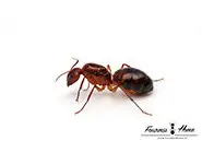 Camponotus christi