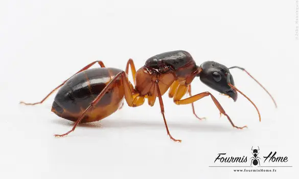 Camponotus thoracicus