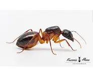 Camponotus thoracicus