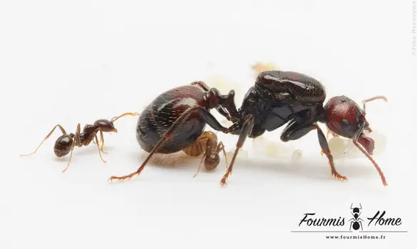 Messor barbarus rouge