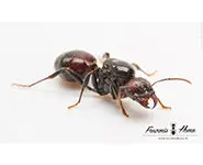 Messor barbarus rouge