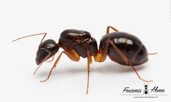 Camponotus mitis