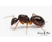Camponotus mitis